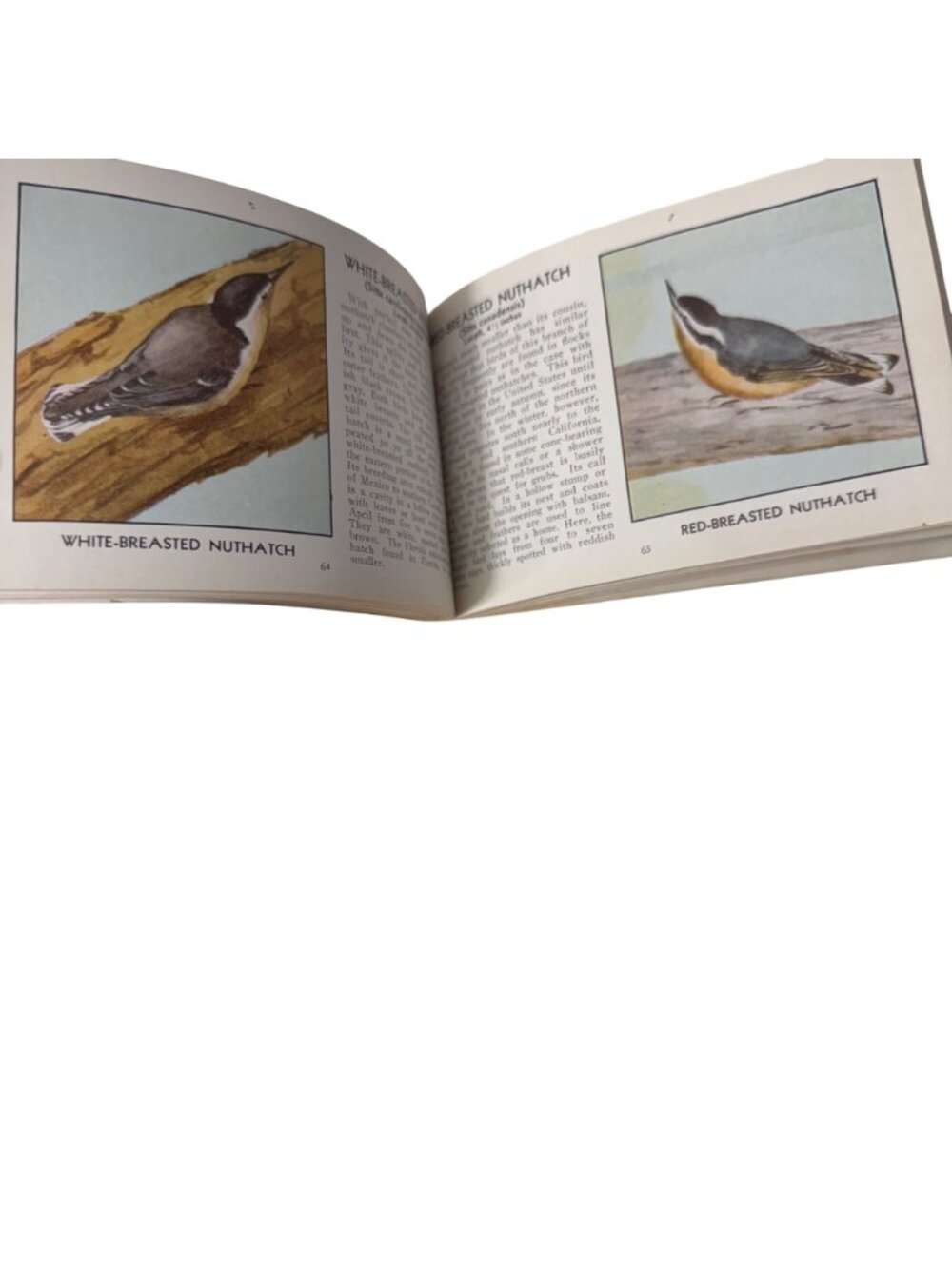 Vintage 1931 "The Green Book Of Birds Of America" By Frank G. Ashbrook - Picture 12 of 16